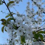 Aditi Chengappa Instagram – Every song I sing, I sing for you 🌸
.
.
.
#cherryblossom #bliss #serenity #meditation #nature #naturelovers #romance Berlin, Germany