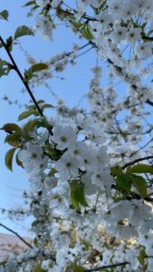 Aditi Chengappa Instagram - Every song I sing, I sing for you 🌸
.
.
.
#cherryblossom #bliss #serenity #meditation #nature #naturelovers #romance