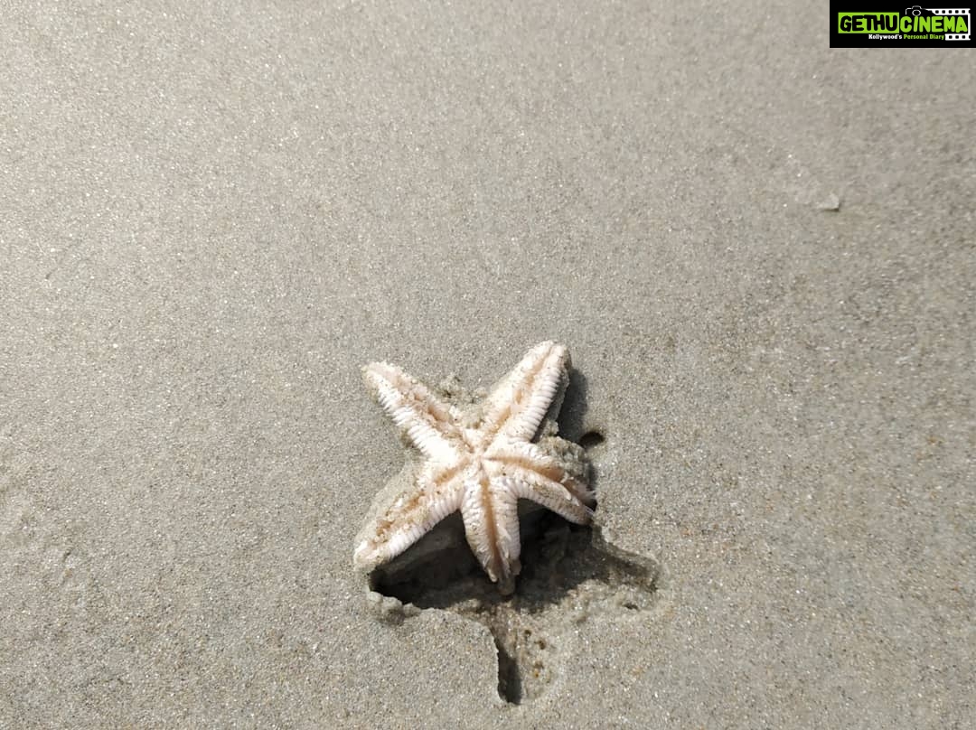 Archana Jois Instagram - Yesterday's companions ❤️ #day1 #goa #goadiaries #coupletravel #benaulim #crab #starfish #ganda