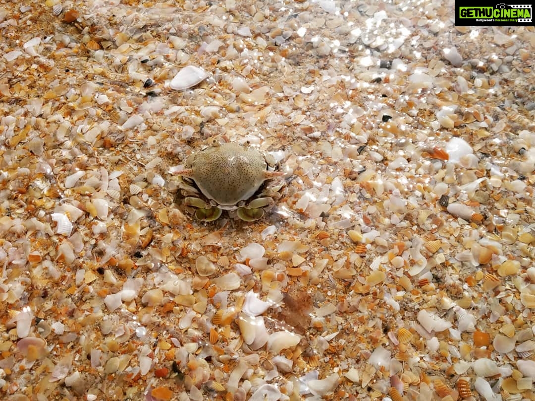 Archana Jois Instagram - Yesterday's companions ❤️ #day1 #goa #goadiaries #coupletravel #benaulim #crab #starfish #ganda
