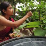Archana Jois Instagram - Andal's tirunakshatram. Andal who is also known as Godai, Chudikoduthanachiyar, is the only female alwar among the 12 alwars of Hindu Srivaishnava tradition who helped in reviving the Bhakthi movement in South India. Shraavana maasa, shuklapaksha, dwiteeya is an auspicious day for the shrivaishavaites since it is Godai's jayanti, celebrated as andal's tirunakshatram/ tiruvaadipuram/ charadu pandige. Seeking her blessings, #Andaltiruvadigalaisharanu #andal #godai #nachiyar #chudikoduthanachiyar #tirunakshatram #tiruvaadipuram #alwar #srivaishnava #bhaktimovement #hindutradition #southindianfestival