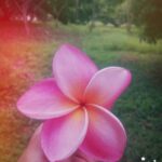 Archana Jois Instagram - Every flower must grow through dirt ☺ #flowers #florals #blossom #petals #pink #flowermagic #instablooms #photooftheday #garden #flowerstagram #photographerinme #infocusphoto #goodnight..