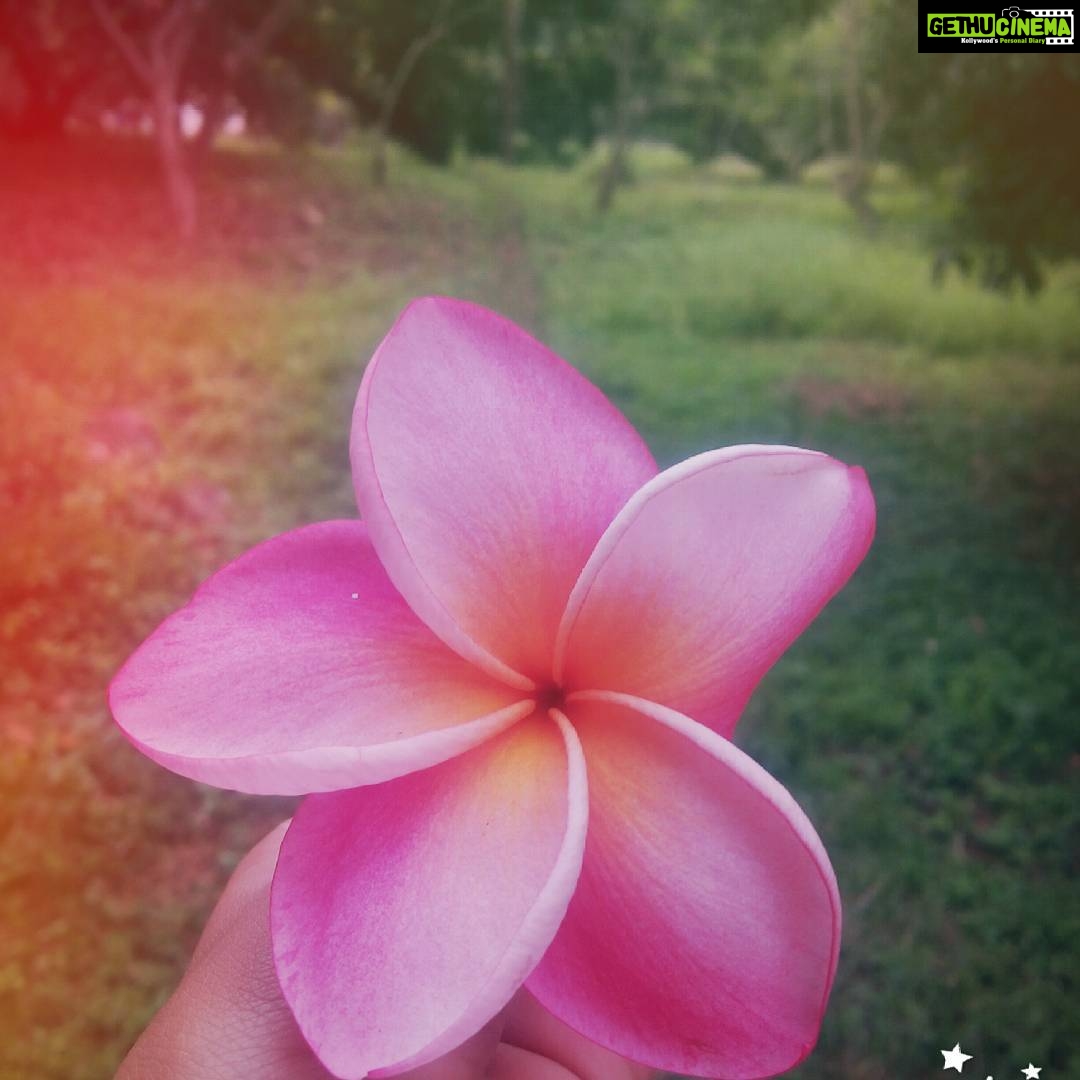 Archana Jois Instagram - Every flower must grow through dirt ☺ #flowers #florals #blossom #petals #pink #flowermagic #instablooms #photooftheday #garden #flowerstagram #photographerinme #infocusphoto #goodnight..