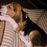 Dharsha Gupta Instagram – 🥰Joy papa valanthuta, avlo avlo kurumbu. Ava thoongarathanaala tha pic eduka mudinjuthu🥰
#beagle #puppy