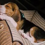 Dharsha Gupta Instagram – 🥰Joy papa valanthuta, avlo avlo kurumbu. Ava thoongarathanaala tha pic eduka mudinjuthu🥰
#beagle #puppy