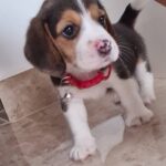 Dharsha Gupta Instagram - 💗Namma puthu family member, 'JOY' Yen flower vechu vitturukenu guess pannunga paapom??💗 #beagle