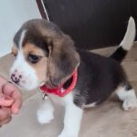 Dharsha Gupta Instagram - 💗Namma puthu family member, 'JOY' Yen flower vechu vitturukenu guess pannunga paapom??💗 #beagle