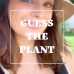 Evelyn Sharma Instagram - 🌱 #guesstheplant 👩🏻‍🌾 This very easy to grow plant is a perfect edition to your every day salad! 🥗 Both the leaves and petals of it are packed with nutrition, containing high levels of vitamin C. It has the ability to improve the immune system, tackling sore throats, coughs, and colds, as well as bacterial and fungal infections. 🤩 Careful: it’s super spicy!! 🌶😅 Do you know it’s name? COMMENT here! #growyourownmedicine #gardening #plantlove #planttrivia #superfood #growyourownfood #evelynsharma 🚨 Always identify plants before eating them! 🚨