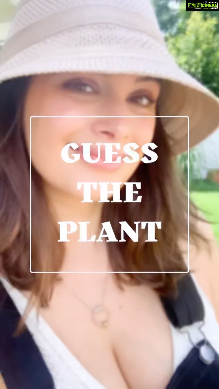 Evelyn Sharma Instagram - π± #guesstheplant π©π»βπΎ This very easy to grow plant is a perfect edition to your every day salad! π₯ Both the leaves and petals of it are packed with nutrition, containing high levels of vitamin C. It has the ability to improve the immune system, tackling sore throats, coughs, and colds, as well as bacterial and fungal infections. π€© Careful: itβs super spicy!! πΆπ
Do you know itβs name? COMMENT here! #growyourownmedicine #gardening #plantlove #planttrivia #superfood #growyourownfood #evelynsharma π¨ Always identify plants before eating them! π¨