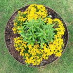 Evelyn Sharma Instagram - Autumn 🍂 doesn’t look so bad with my beautiful sun circle… 🤩 drawing on the energy of the sun 🌞 with these gorgeous yellow blooms in the gloomy autumn time really brightens the mood! 👩🏻‍🌾✨ #gardenmagic #australia #autumnvibes