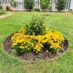 Evelyn Sharma Instagram - Autumn 🍂 doesn’t look so bad with my beautiful sun circle… 🤩 drawing on the energy of the sun 🌞 with these gorgeous yellow blooms in the gloomy autumn time really brightens the mood! 👩🏻‍🌾✨ #gardenmagic #australia #autumnvibes