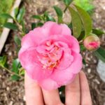 Evelyn Sharma Instagram - Such a pretty sight in autumn… 🥰 Isn’t it lovely when your garden shows you what season you’re in? 💚 #camelia