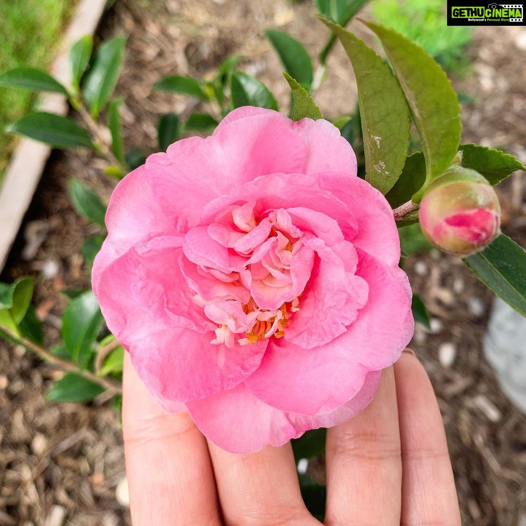 Evelyn Sharma Instagram - Such a pretty sight in autumn… 🥰 Isn’t it lovely when your garden shows you what season you’re in? 💚 #camelia