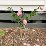 Evelyn Sharma Instagram – Such a pretty sight in autumn… 🥰 Isn’t it lovely when your garden shows you what season you’re in? 💚 #camelia