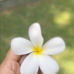 Ishika Singh Instagram - Nostalgic … simple things are so beautiful #naturelovers #narure #flowers #flowerlovers #memories #flower #naturegram #naturelover -#greenliving #nostalgia #nostalgic #frangipani #champa #beautiful #beautifulnature #simplelifehappylife #smallthings #littlespace #myzone #loveislove #loveshayari #lovesongs #missingyou #missingsomeone #missingolddays #missingperson