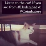 Karthik Kumar Instagram - CAT videos are trending. So I requested my cat to launch #hyderabad #coimbatore #aansplaining announcement. She is one take artist. Link in bio ❤️