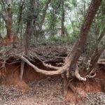 Lisa Ray Instagram – In the secret part of my mind all the grace of the world fuses with this forest, this red earth, with the thickness of the air soaking up distant bells, with this moment.