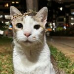 Mrunal Thakur Instagram – That’s how a stressful monday ends like! 

@billoboythakur 

#catsofinstagram #catsagram #catlover