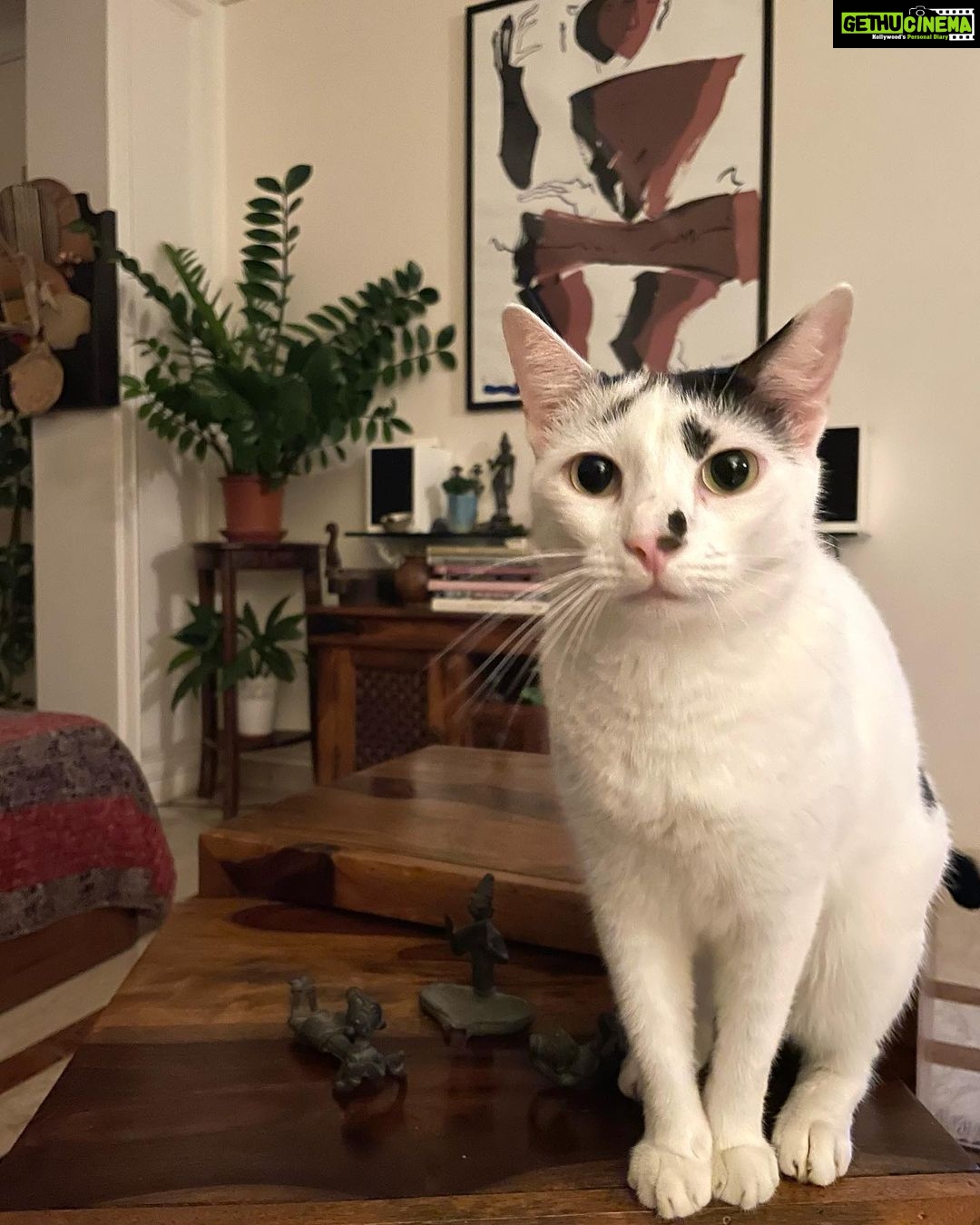 Nandita Das Instagram - She posed, stretched and then looked in the eye. My true companion. #cat