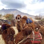 Nandita Das Instagram – Sand dunes and camels in #ladakh Saw a new born baby to an oldie who was posing for the camera. They are sweet beings that awkwardly manage their big bodies.