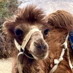 Nandita Das Instagram - Sand dunes and camels in #ladakh Saw a new born baby to an oldie who was posing for the camera. They are sweet beings that awkwardly manage their big bodies.