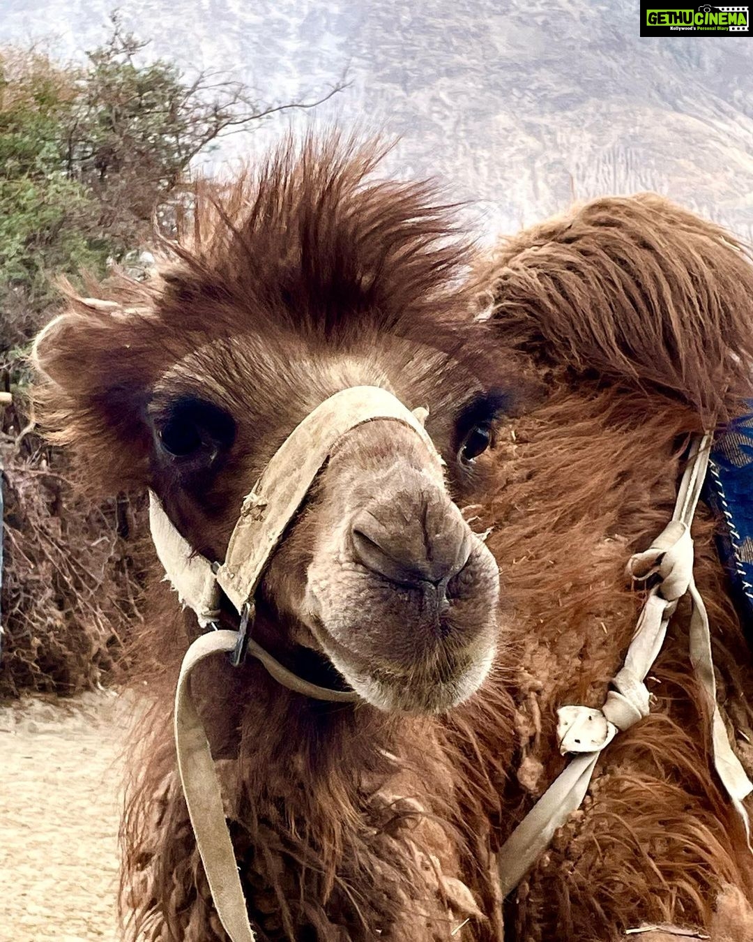 Nandita Das Instagram - Sand dunes and camels in #ladakh Saw a new born baby to an oldie who was posing for the camera. They are sweet beings that awkwardly manage their big bodies.