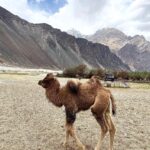 Nandita Das Instagram - Sand dunes and camels in #ladakh Saw a new born baby to an oldie who was posing for the camera. They are sweet beings that awkwardly manage their big bodies.