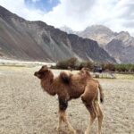 Nandita Das Instagram – Sand dunes and camels in #ladakh Saw a new born baby to an oldie who was posing for the camera. They are sweet beings that awkwardly manage their big bodies.