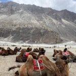 Nandita Das Instagram - Sand dunes and camels in #ladakh Saw a new born baby to an oldie who was posing for the camera. They are sweet beings that awkwardly manage their big bodies.