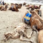 Nandita Das Instagram – Sand dunes and camels in #ladakh Saw a new born baby to an oldie who was posing for the camera. They are sweet beings that awkwardly manage their big bodies.