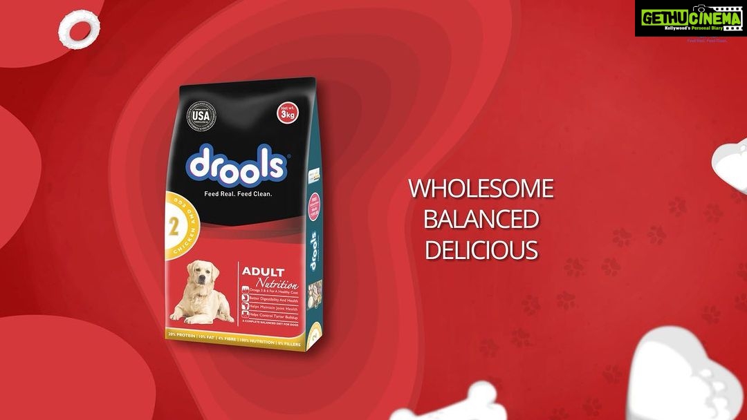 Neha Sharma Instagram - Do you know what goes into your pets food? With @Droolsindia you can be sure that your beloved pooch is receiving the right nutrition with wholesome clean ingredients! With good food and happy pets, everyones happy! Feed Real, Feed Clean. Feed Drools ❤️🐾