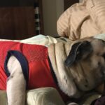Nikita Thukral Instagram - I got married about 5 years ago my husband had a dog name tazzu I had no idea how to adjust with a dog in the house all I knew was he was too cute the bonding that happened in only 5 years was unbelievable his unconditional love toward me. Waiting for me I still remember when I went into labour and delivered my daughter he didn’t move from my room for three days without going to the bathroom he just sat their. How can someone love u so much. The Vet use to be surprised with the love he had for me. I am very sad why can’t dog live longer all I can tell God thank u thank u for showing me unconditional love .Every person should adopt a dog best feeling in the world rip tazzu rest in peace. God bless u with a lovely Human life. Going to missssss u loads. #doglovers #dogslife Best looking dog in the world. 🙏🏻❤️