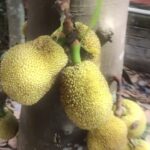 Panchi Bora Instagram – Counting my blessings and 
jackfruit / kothal ✨