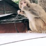 Panchi Bora Instagram - Saturday morning on the way to Hanuman temple these monkeys surely lifted up my spirit 🐒 Jai shree Hanuman 🙏 Basistha Temple