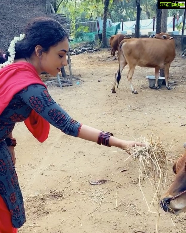 Pearle Maaney Instagram - pashuvinu pullu kodukkunna Le Njan 😎 athu video eduthathu Le @rachel_maaney. 😋 Kumbakonam