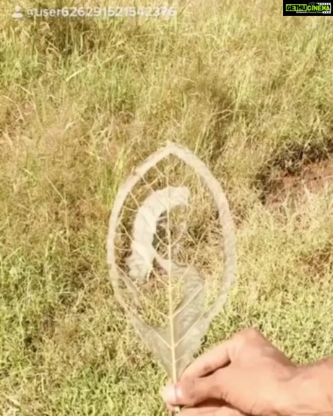 Pearle Maaney Instagram - This is beautiful! Thank u @__mubashir__tp for this beautiful Leaf Art 🍁 🙂