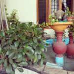Pearle Maaney Instagram – My little Garden 😍 Home sweet home ❤