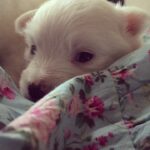 Pearle Maaney Instagram - My little cotton ball ❤️😊 #ilovepuppies