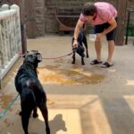 Sachin Tendulkar Instagram – Spa day for Max & Spike 🐶

Used a shampoo so they always stay fur-esh!

#dogsofinstagram #dogreels #pets