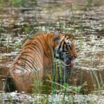 Sadha Instagram - T I G E R CENTRAL INDIA | 2022 ~~~~~~~~~~~~~~~~~~ . #tiger #tigers #wildtiger #wildtigers #natgeo #natgeo100contest #natgeoyourshot #incredibleindia #indianwildlife #indianwildlifeofficial #indianwildlifeenthusiast #indianafricanwildlife #animalplanet #discoverychannel #bbcearth #tigerreserve #nikon #nikond850 #nikonindia #nikonindiaofficial #catsofinstagram #bigcats #wildlifephotography #wildlife #tigerreserve @natgeowild @naturein_focus @natgeoyourshot @natgeo @animalplanet @animalplanetindia @discovery @discoverychannelin @bbcearth @sonybbcearth @claws.n.wings @best_of_claw @savethetigerindia @indianwildlifeofficial @wildlife_conservation_official @incredibletadoba @incredibleindia @zealwildlife @nikonindiaofficial @bigcatsindia @indian_wildlifes India