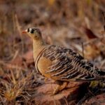 Sadha Instagram – PAINTED SANDGROUSE 
CENTRAL INDIA – 2022
@nikonindiaofficial 
~~~~~~~~~~~~~~~~~~
#bird #birds #nature #birdsofinstagram #wildlife #naturephotography #photography #peacock #peafowl #peafowlofinstagram #birdphotography #birdwatching #birdlovers #nikon #instagram #naturelovers #nikond850 #birdlife #bestbirdshots #your_best_birds #nuts_about_birds #bird_brilliance #natgeo #kings_birds #birdstagram #pocket_birds #nikonindiaofficial #paintedsandgrouse #sandgrouse 
~~~~~~~~~~~~~~~~~~
@natgeowild @naturein_focus @natgeoyourshot @natgeo @animalplanet @animalplanetindia @discovery @discoverychannelin @bbcearth @sonybbcearth @claws.n.wings @best_of_claw @indianwildlifeofficial @wildlife_conservation_official @incredibleindia @zealwildlife @nikonindiaofficial @wildtelangana India