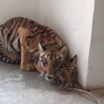 Sadha Instagram - When there’s one person in a million who pours his heart out in his work, you see these kind of miracles.. Thank you Dr @akhileshmishra68 for all that you do! 🙏🙏🙏 It’s because of your efforts that these 6 months old Cubs are alive today and healing well.. It takes a whole lot of courage and unconditional love for these beings to be able to jump into the situation w/o using a tranquilliser.. Only YOU could’ve done that, knowing they wouldn’t survive a dose of sedation. You are God sent! Respect!!! 🙌 I was heart broken seeing the video in which the famished cub was being injured by locals… But all well that ends well…