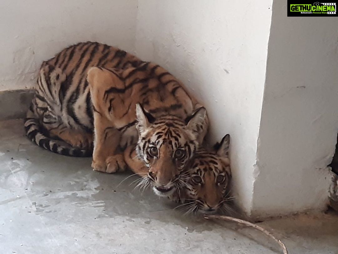 Sadha Instagram - When there’s one person in a million who pours his heart out in his work, you see these kind of miracles.. Thank you Dr @akhileshmishra68 for all that you do! 🙏🙏🙏 It’s because of your efforts that these 6 months old Cubs are alive today and healing well.. It takes a whole lot of courage and unconditional love for these beings to be able to jump into the situation w/o using a tranquilliser.. Only YOU could’ve done that, knowing they wouldn’t survive a dose of sedation. You are God sent! Respect!!! 🙌 I was heart broken seeing the video in which the famished cub was being injured by locals… But all well that ends well…