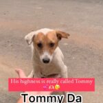 Sangeetha Bhat Instagram - My Tommy da……….😘😘😘😘 He is really called Tommy🥰🥰🥰 Bangalore, India