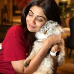 Shilpa Shetty Instagram - No matter what kind of a day I’ve had, coming back home and meeting my fur babies gives me all the pawsitivity I need 😍🐶🐱♥️ Too much gratitude for this unconditional love!✨ . . . . . #Gratitude52 #Week18 #FurBabies #fourleggedfriends #fourleggedbabies #love #grateful #blessed #pawsitive #purrfect #cats #dogs