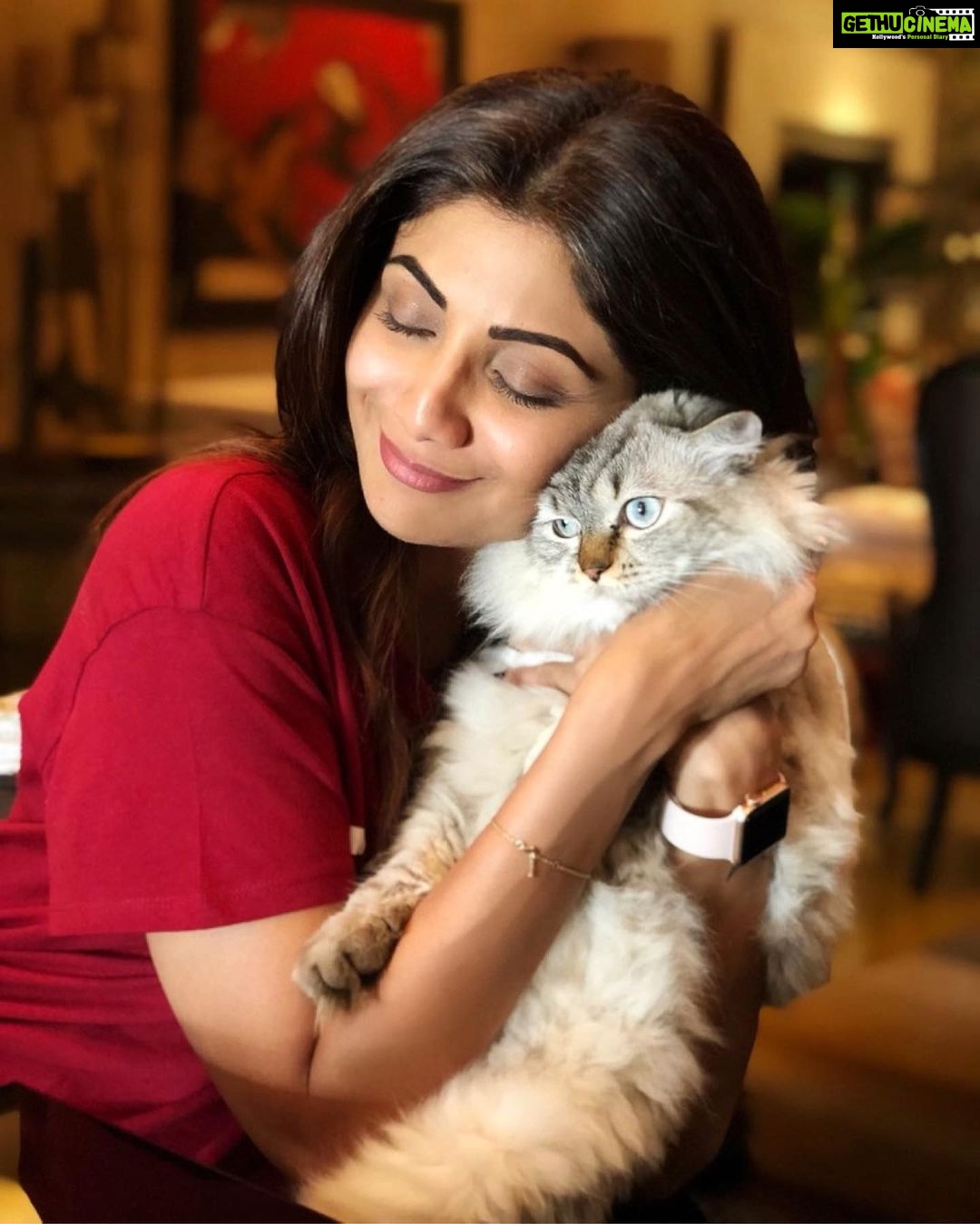 Shilpa Shetty Instagram - No matter what kind of a day I’ve had, coming back home and meeting my fur babies gives me all the pawsitivity I need 😍🐶🐱♥️ Too much gratitude for this unconditional love!✨ . . . . . #Gratitude52 #Week18 #FurBabies #fourleggedfriends #fourleggedbabies #love #grateful #blessed #pawsitive #purrfect #cats #dogs