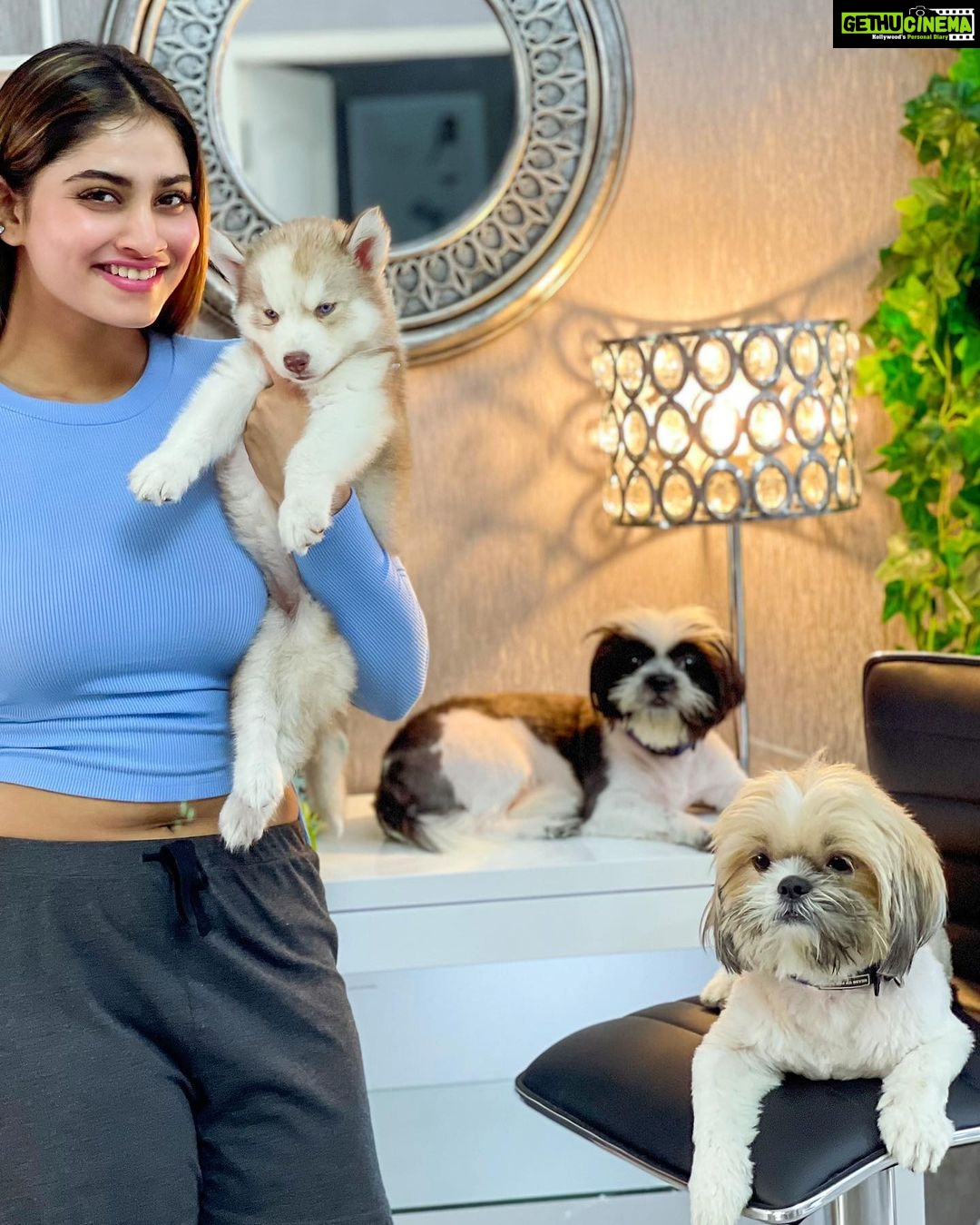 Shivani Narayanan Instagram - New Addition to the fam . Welcome Home #MissVodka 💙 #husky #shitzu’s