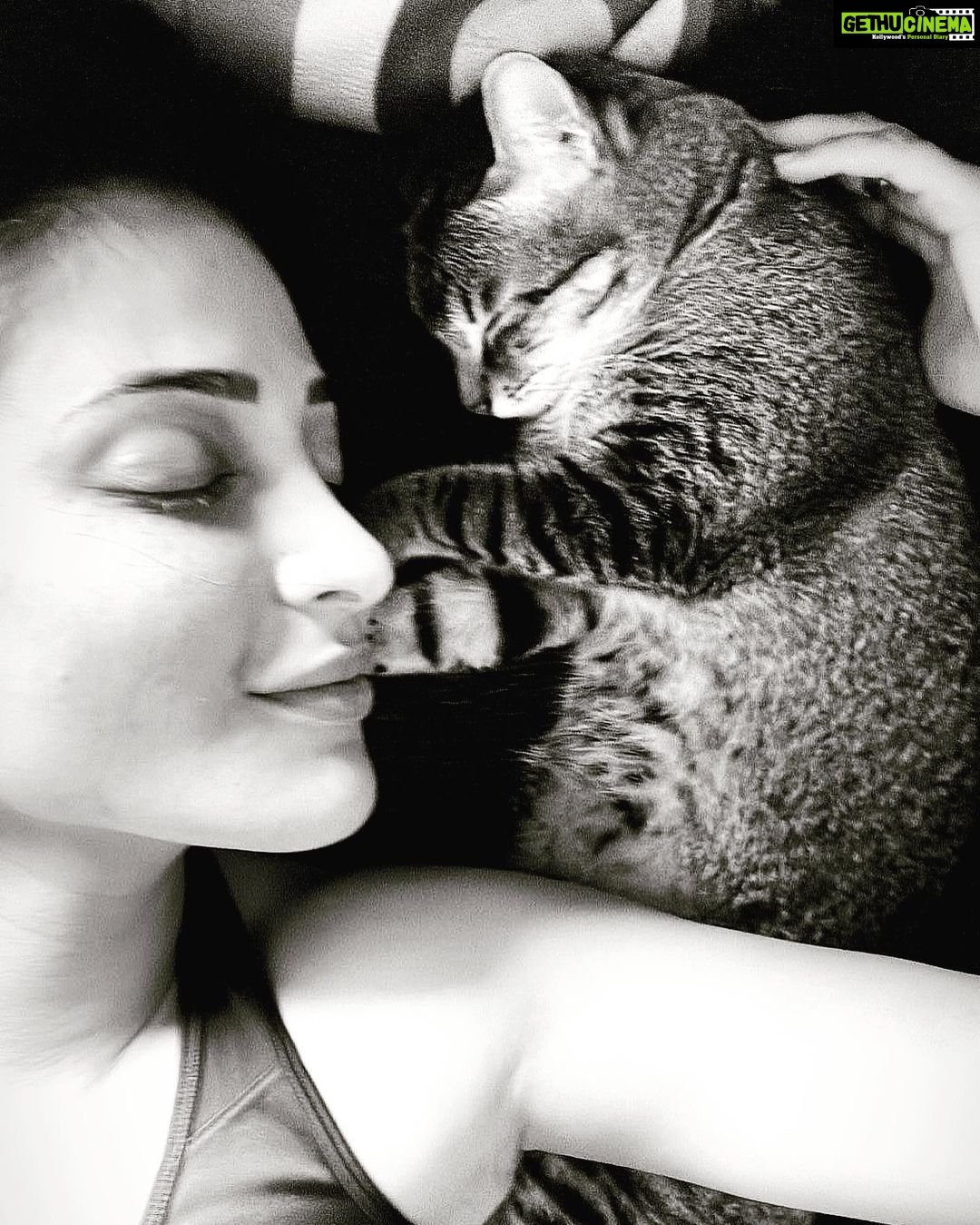 Shruti Haasan Instagram - Animals truly teach us love π€ also there just something about cats π Clara is so loving, adorable , unique and such an attitude monster too ! Sheβs my secret hero π