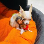 Yuvika Chaudhary Instagram – Welcome home little one. Any suggestions for the name ?