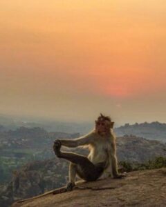 Adah Sharma Instagram - Happy #internationalyogaday 🐒 , , , , , Make your mind flexible and the body will follow (note to self also 😅) #yogaday #100YearsOfAdahSharma #adahsharma